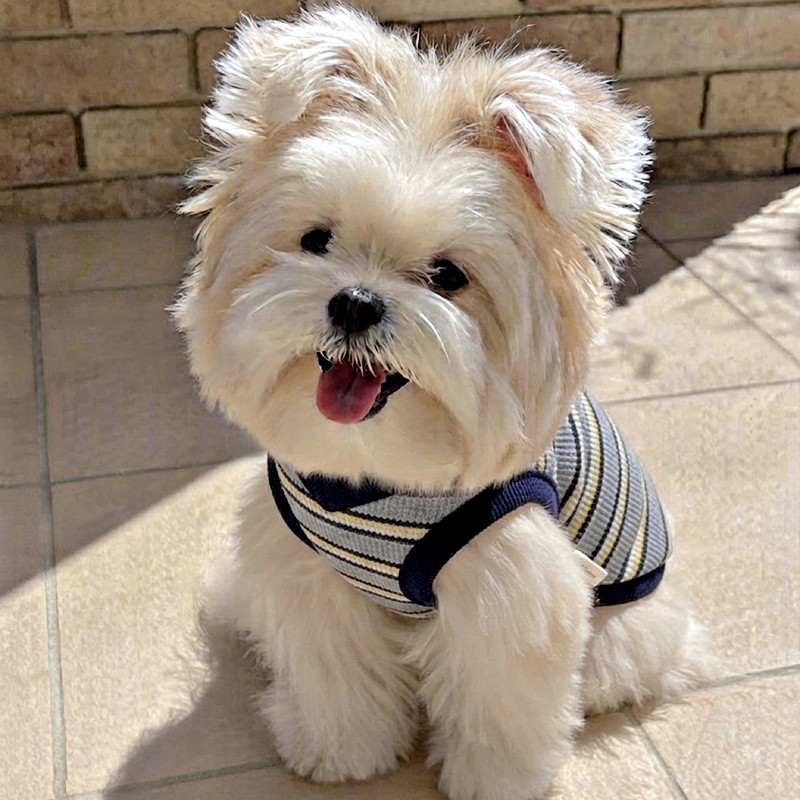 Dog striped knit vest detail