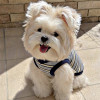 Dog Striped Knit Vest | High-Stretch V-Neck Pet Apparel for All-Season Layering | Private Label Pet Apparel Manufacturer
