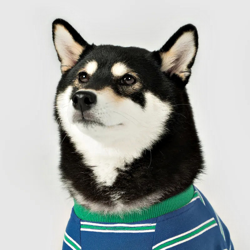 Dog striped pocket t-shirt on dog