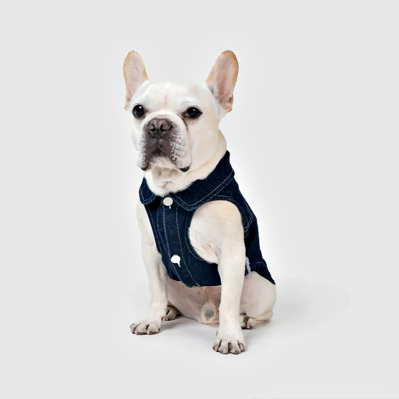 Dog fringe denim vest on dog