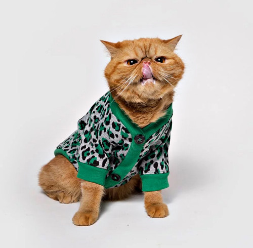 Leopard Print Knit Cardigan | Soft Open-Front Dog Cardigan with Buttons | Petwear OEM Factory