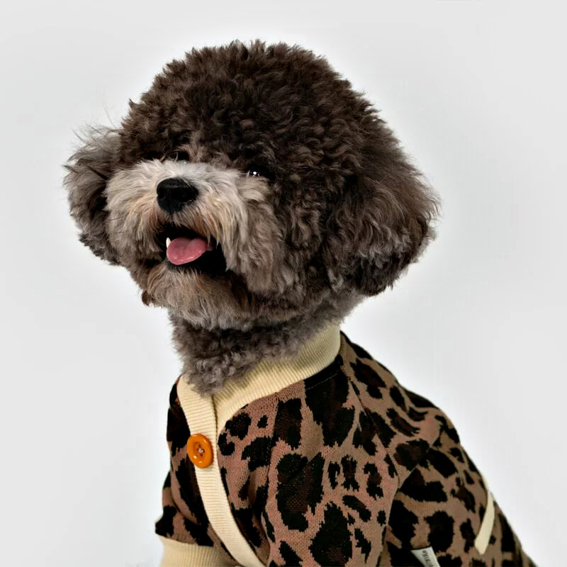 Dog wearing leopard cardigan