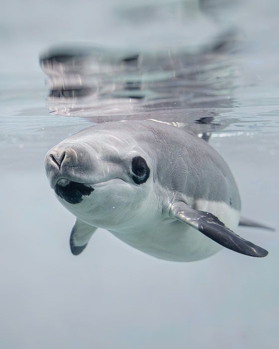 Vaquita in 925 sterling silver