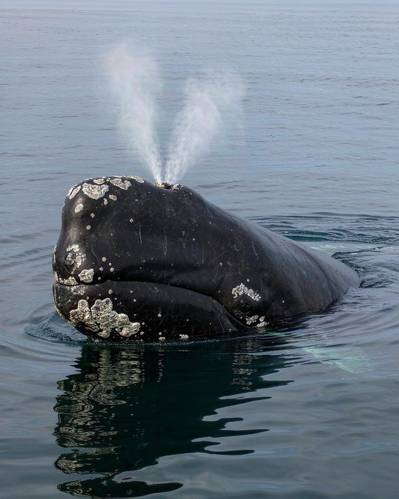 North Atlantic Right Whale in 925 sterling silver