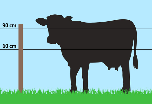 Grazing Livestock with Multi-strand Fences