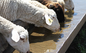 牲畜用太阳能水泵