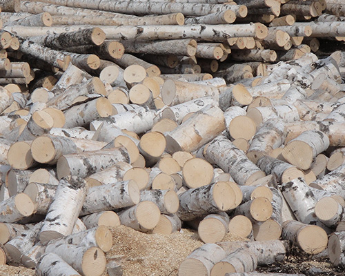 Overseas Birch Raw Material Production Base