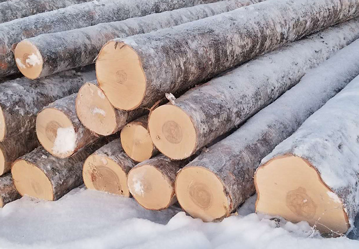 Selection Raw Materials-Birch